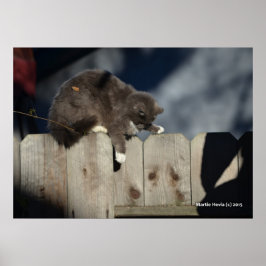 Cat on Fence (9)ポスター ポスター