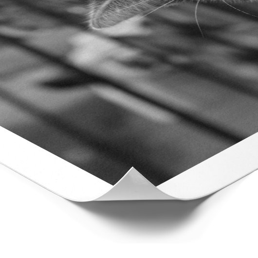 Cat  on Ledge Watching Bird ポスター (角)