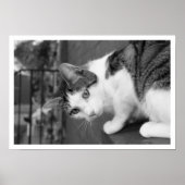 Cat  on Ledge Watching Bird ポスター (正面)