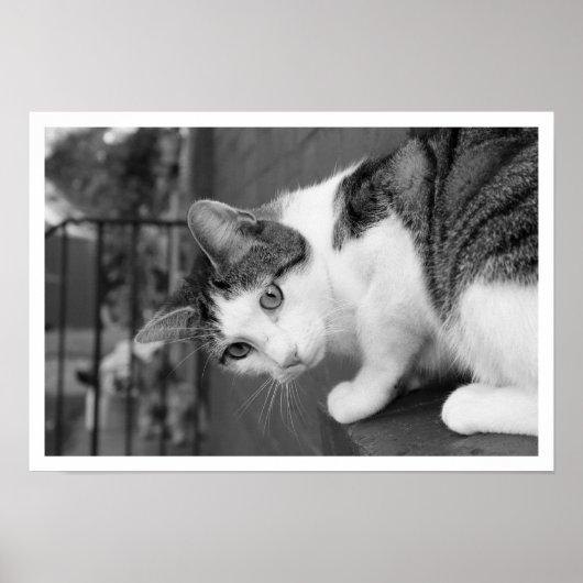 Cat  on Ledge Watching Bird ポスター (正面)