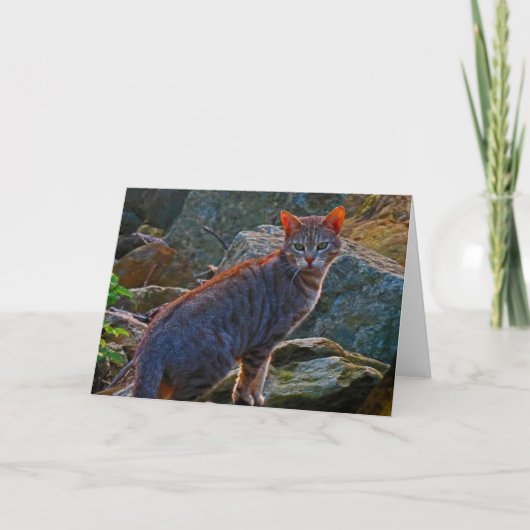 Cat on the Prowl Card カード (正面)