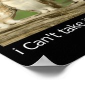 Cat Owl Funny Meow I Can't Take It Anymore  ポスター (角)