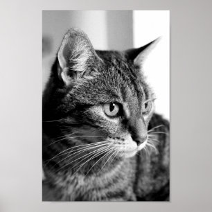 Cat portrait - the thinker ポスター