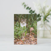 Cat [Postcard] ポストカード (スタンド正面)
