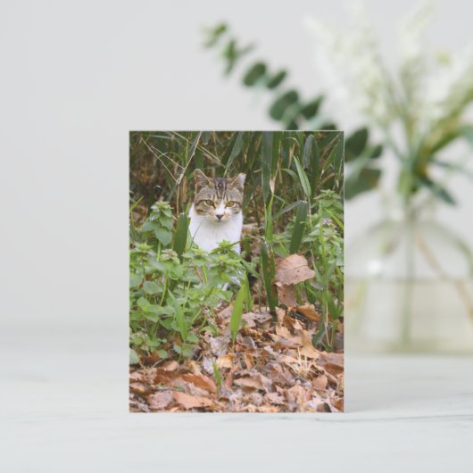 Cat [Postcard] ポストカード (スタンド正面)