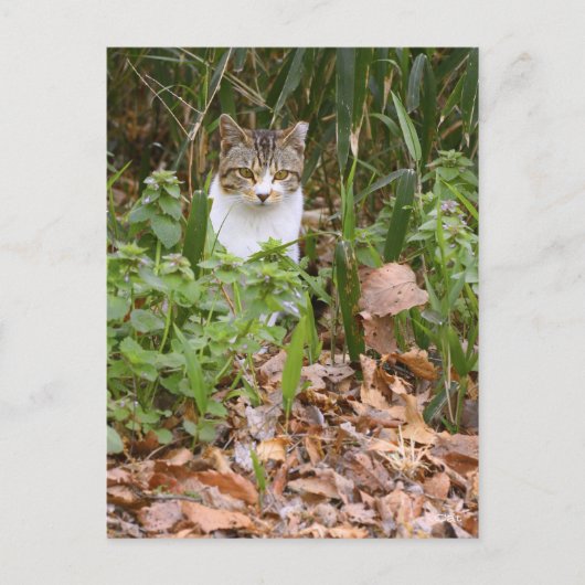 Cat [Postcard] ポストカード (正面)
