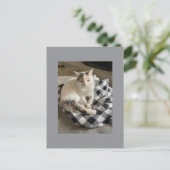 Cat Postcard ポストカード (スタンド正面)