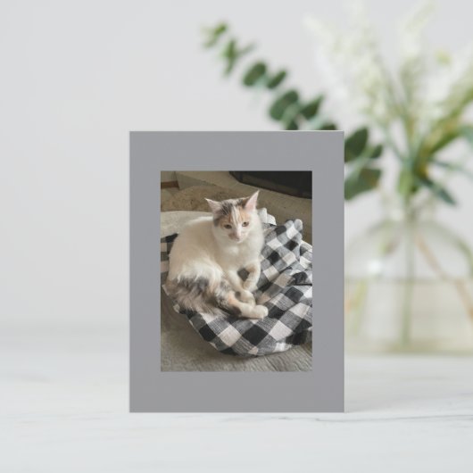 Cat Postcard ポストカード (スタンド正面)