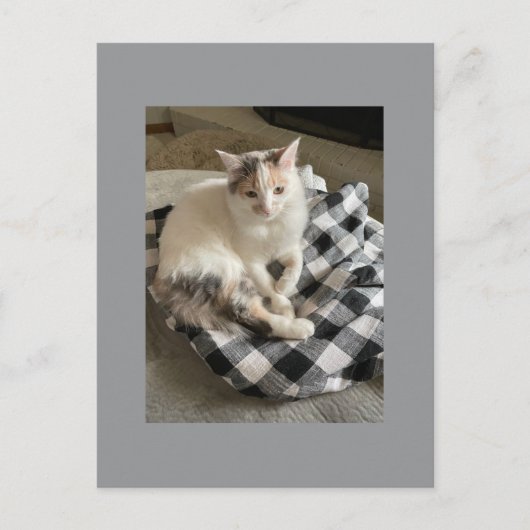 Cat Postcard ポストカード (正面)