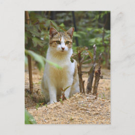 Cat [Postcard] ポストカード