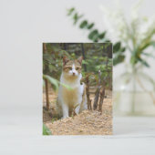 Cat [Postcard] ポストカード (スタンド正面)