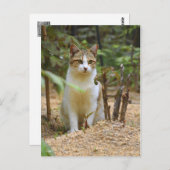 Cat [Postcard] ポストカード (正面/裏面)