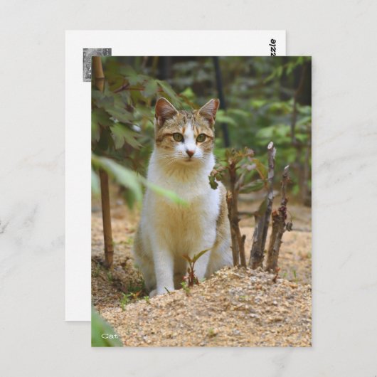Cat [Postcard] ポストカード (正面/裏面)