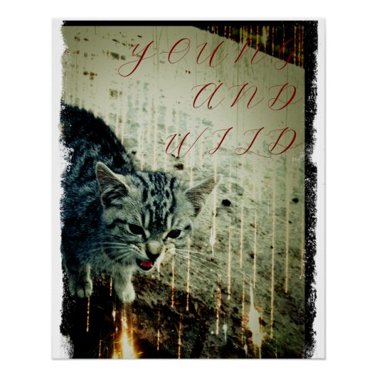 Cat Poster - Young and Wild ポスター (正面)