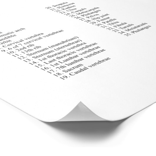 Cat Skeletal Muscle Veterinary Anatomy Chart ポスター (角)