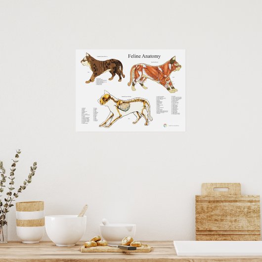 Cat Skeletal Muscle Veterinary Anatomy Chart ポスター (キッチン)