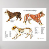 Cat Skeletal Muscle Veterinary Anatomy Chart ポスター (正面)