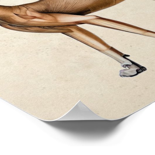 Cat Skeletal Muscular Anatomy ポスター (角)