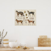 Cat Skeletal Muscular Anatomy ポスター (キッチン)