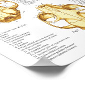 Cat Skeletal Skull Anatomy Poster 18 X 24 ポスター (角)