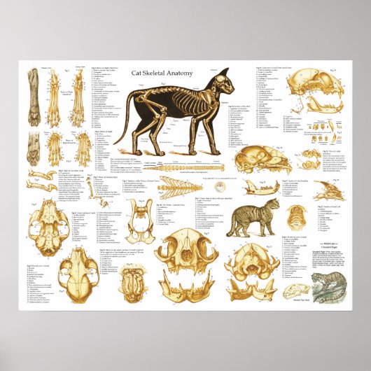 Cat Skeletal Skull Anatomy Poster 18 X 24 ポスター (正面)