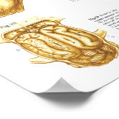 Cat Skeletal Skull Anatomy Poster 24 X 36 ポスター (角)