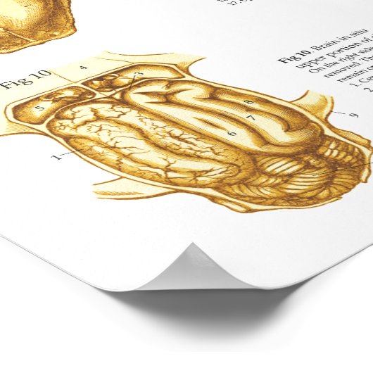 Cat Skeletal Skull Anatomy Poster 24 X 36 ポスター (角)