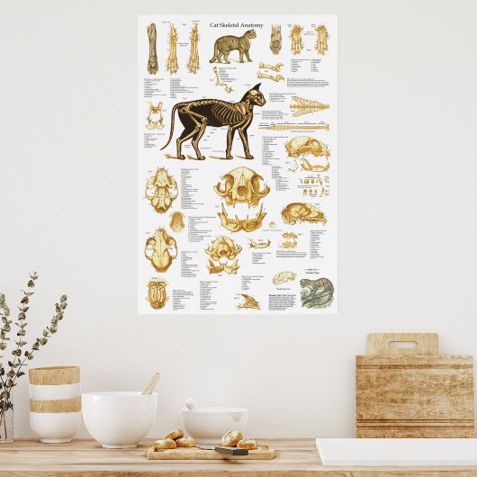 Cat Skeletal Skull Anatomy Poster 24 X 36 ポスター (キッチン)