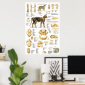 Cat Skeletal Skull Anatomy Poster 24 X 36 ポスター (ホームオフィス)