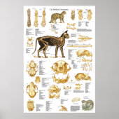 Cat Skeletal Skull Anatomy Poster 24 X 36 ポスター (正面)