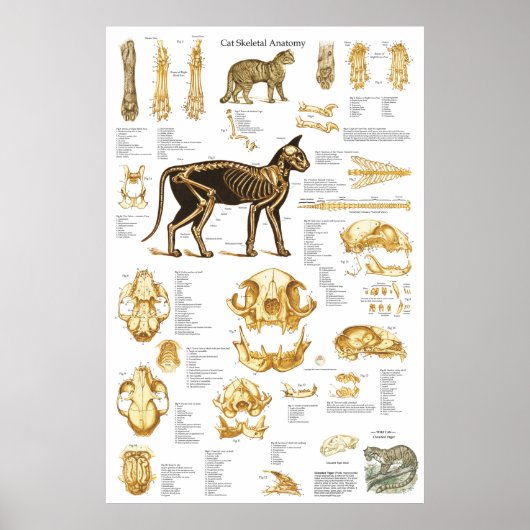 Cat Skeletal Skull Anatomy Poster 24 X 36 ポスター (正面)