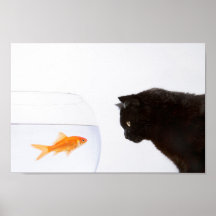 Cat staring at goldfish print