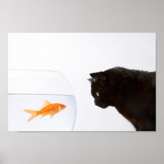 Cat staring at goldfish print ポスター