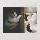 Cat Stuffy Playtime Postcard シーズンポストカード (正面)