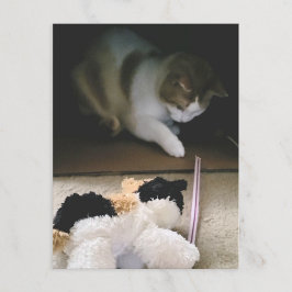 Cat Stuffy Playtime Postcard シーズンポストカード