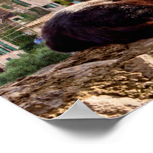 Cat sunbathing on a wall - Valldemossa, Mallorca ポスター (角)