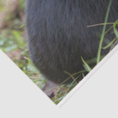 Cat Tissue Paper 薄葉紙 (詳細)