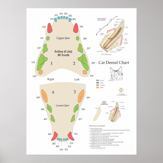 Cat Veterinary Dental Chart ポスター (正面)