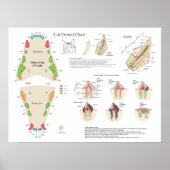 Cat Veterinary Dental Tooth Chart ポスター (正面)