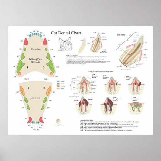 Cat Veterinary Dental Tooth Chart ポスター (正面)