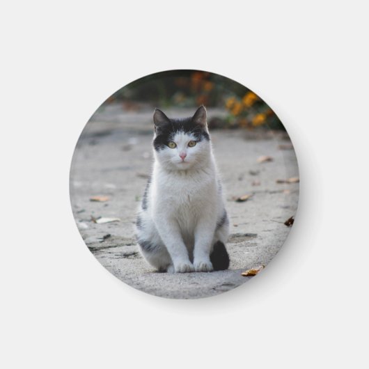 Cat, White, Pet マグネット (正面)