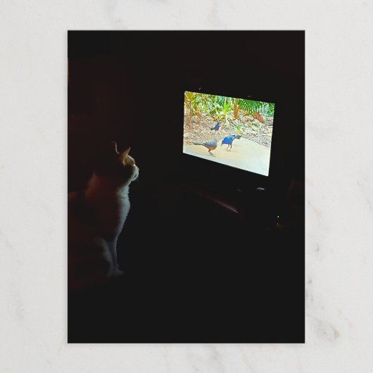 Cat Who Loves His Screentime Postcard ポストカード