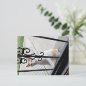 Cat Who Really Wants to Come In Postcard シーズンポストカード (スタンド正面)