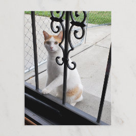 Cat Who Really Wants to Come In Postcard シーズンポストカード