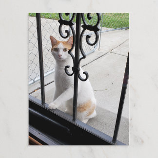 Cat Who Really Wants to Come In Postcard シーズンポストカード