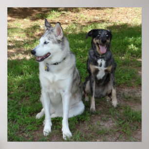 CatahoulaおよびAusky犬の友情 ポスター
