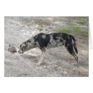Catahoulaのヒョウ犬