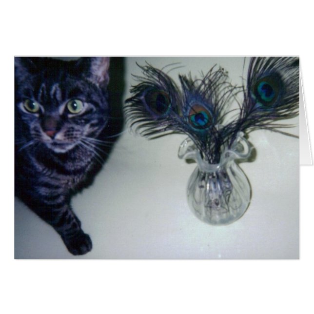 catandpeacockfeathers 001 (正面横)