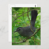 Catbirdはがき ポストカード (正面/裏面)