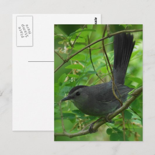 Catbirdはがき ポストカード (正面/裏面)